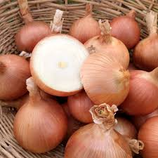 Sweet Spanish Onion Seeds 250 mg - Allium cepa Colorado #6 Heirloom Vegetable Seeds for Planting & Gardening