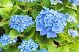 Blue Hydrangea Bushes Set of 5 | Hydrangea macrophylla | Old-Fashioned Variety | Live Flowering Plants for Cottage Gardens