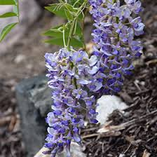 4 Wisteria Vines Cuttings Blue Moon Unrooted (Wisteria macrostachya) | DIY Flowering Climbing Vine for Beautiful Blooms