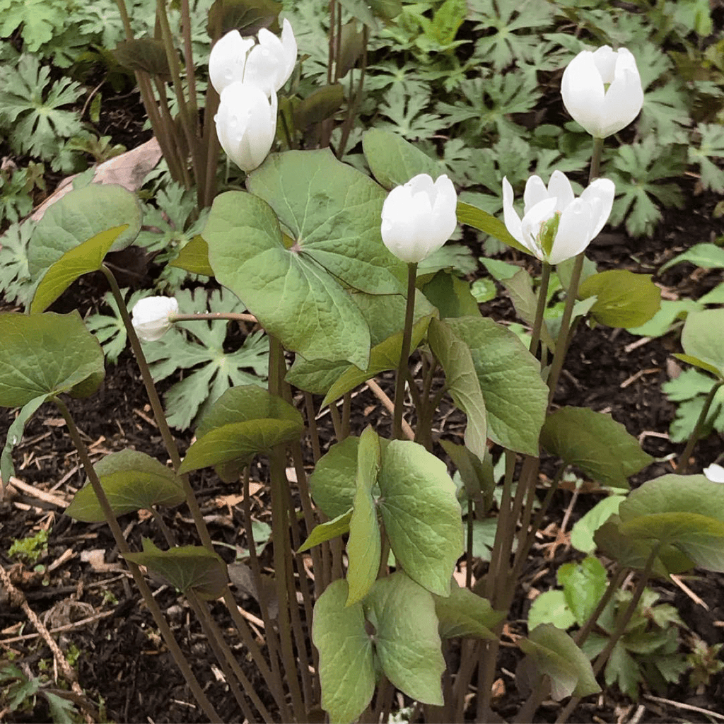 3 Bare Root Twin Leaf Plants | Jeffersonia diphylla | Organic Perennial Wildflower for Shade Gardens
