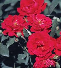 Climbing Rose Cuttings, 6 Rooted Plants, Rosa 'Blaze Improved', Pink Flowers, Deciduous Vine, Full Sun, USDA Zones 5-9