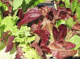 Gourmet Lettuce Blend Seeds - 1000 Crisp Mixed Salad Bowl Seeds, Easy to Grow, Butterhead, Romaine, Loose-Leaf - Ideal for Home Gardens