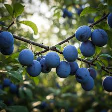 European Purple Plum Live Plant - 6-8" Rooted Cutting - Self-Pollinating Edible Fruit - Prunus domestica - Zones 5-8