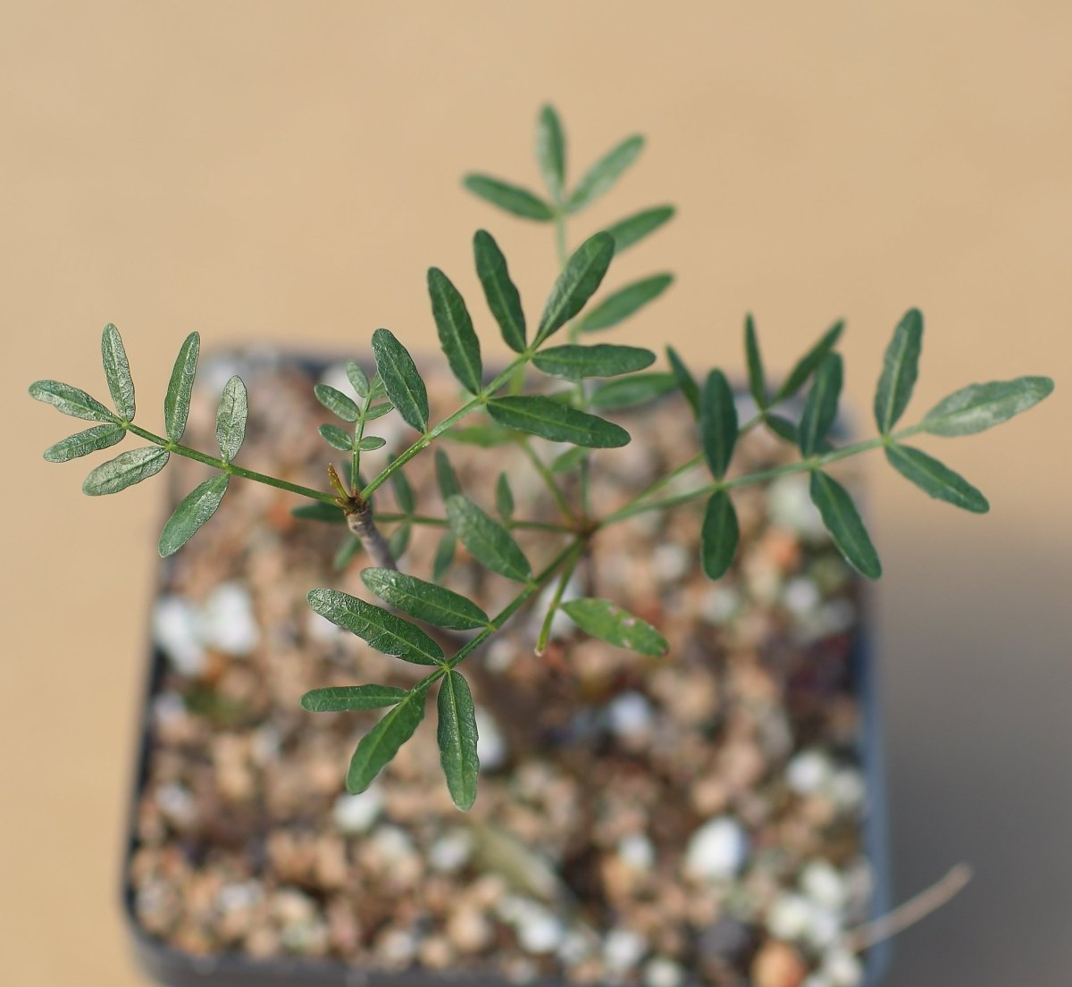 Bursera Microphylla Waterman Form 7" Rare Succulent Plant - Arizona Native Drought Tolerant Elephant Tree, Cold Hardy