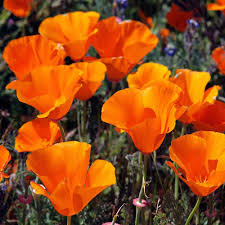 1,000 California Poppy Seeds | Eschscholzia californica | Non-GMO Wildflower for Pollinator Gardens & Borders