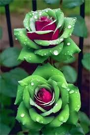 20 Ruby Green Twin Rose Seeds - Rare Bicolor Roses - Fragrant Perennial - Rosa spp. - Easy to Grow, Pollinator-Friendly