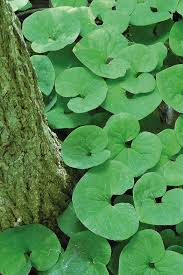 3 Bare Root Wild Ginger Plants - Asarum Canadense | Native Shade Perennial Ground Cover for Landscaping
