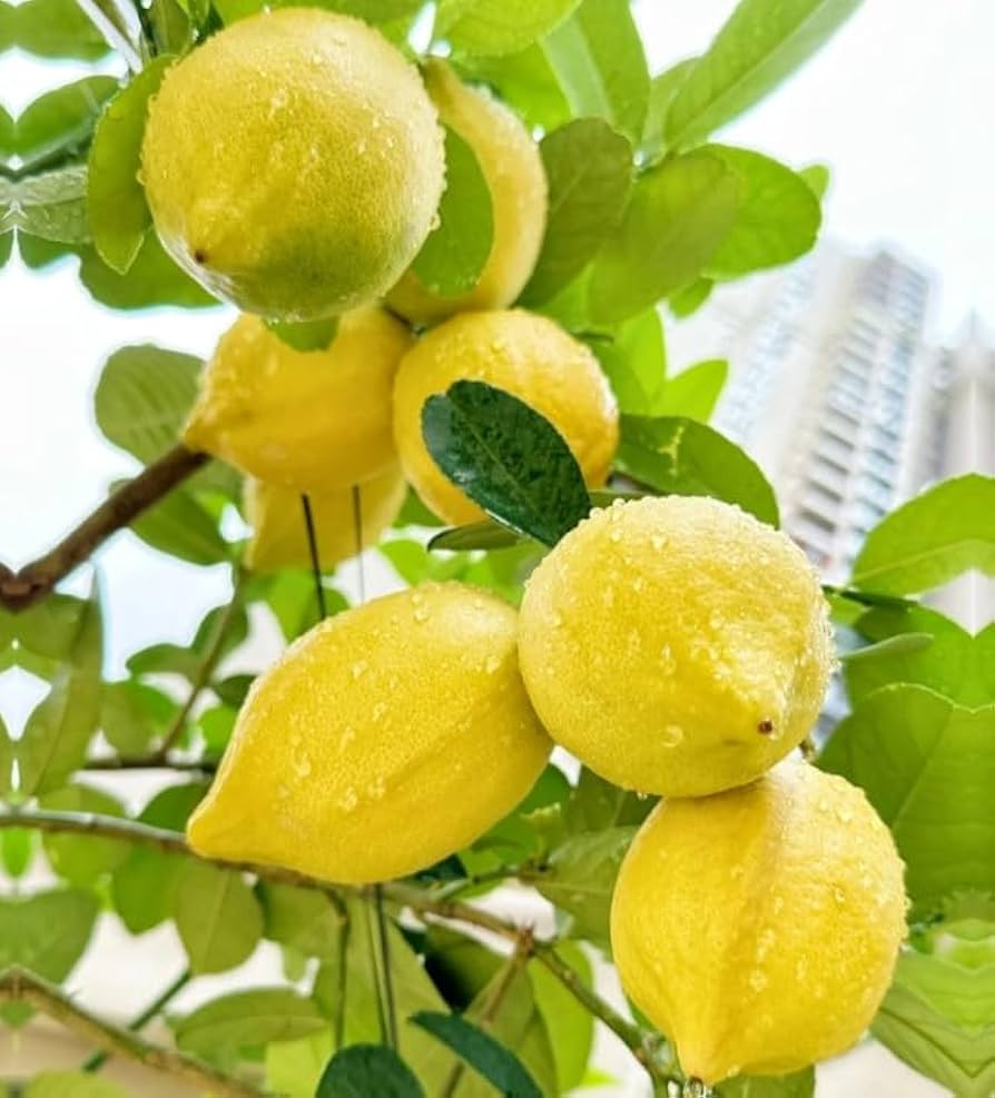 30 Perfume Lemon Seeds - Citrus Bonsai - Fragrant Lemon Tree - Easy to Grow Indoors & Outdoors - Citrus limon