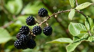 Florida Blackberry Cuttings, 7 Live Rooted Clippings, Thorny Bramble, Rubus spp., USDA Zones 8-10, Sweet Fruit Bearing