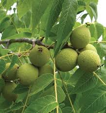 5 Black Walnut Seeds - Juglans Nigra | Fast-Growing Nut Tree for Landscaping & Wildlife | Cold-Hardy Perennial