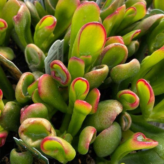Hobbit Jade Live Plant Cutting 6" - Crassula 'Shrek Ears' Succulent with Red Tips, Indoor/Outdoor, Zones 10+, No Heat Pack