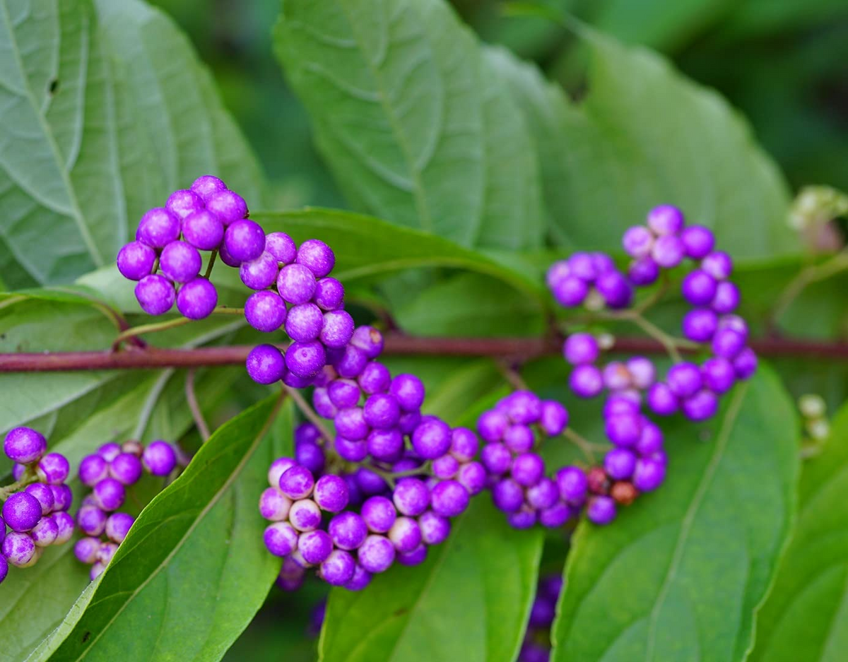 20 Bonsai Beautyberry Seeds | Purple Berry Ornamental Shrub | Callicarpa americana | Non-GMO Garden Seeds