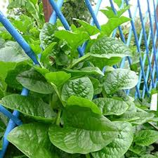 500 mg Malabar Spinach Seeds - Green Vines (Basella alba) - Heirloom Vegetable for Lush Growth & Nutritious Harvests