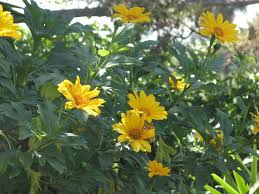 Mexican Sunflower Cuttings, 8 Live Hardened Stems, Yellow Flowers, Tithonia diversifolia, Drought Tolerant, USDA Zones 8-11