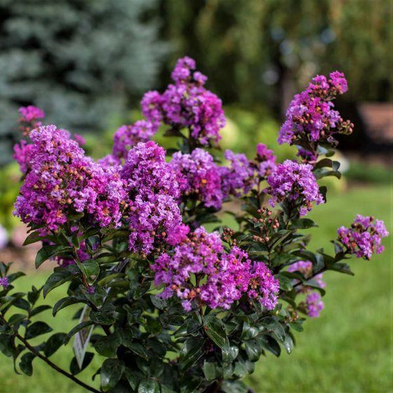 Dark Purple Crepe Myrtle Live Plants - 2 Bare Root Bushes, 8" Flower Clusters, Lagerstroemia indica, Drought Tolerant, Zones 7-10