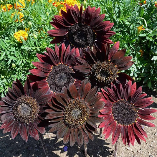 Cherry Chocolate Sunflower Seeds - 50 Heirloom Non-GMO Deep Burgundy Blooms (Helianthus annuus) for Pollinators & Gardens