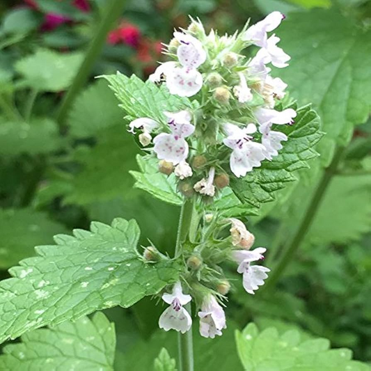 1,000 Catnip Seeds - Nepeta cataria - Non-GMO Perennial Herb for Cats, Teas & Pollinators - Easy to Grow Catmint