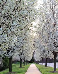 Cleveland Pear Cuttings 10-Pack - Ornamental Tree Pyrus calleryana - Fast Growing Shade Tree with White Spring Blooms