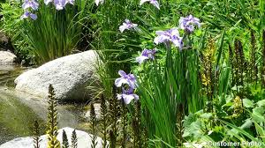 Crested Dwarf Iris Plants - Set of 3 Bare Root Organic Perennial Wildflower (Iris cristata) - Shade-Loving Ground Cover