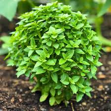 200 Spicy Globe Basil Seeds – Heirloom, Compact & Aromatic – Ocimum basilicum for Containers & Culinary Use
