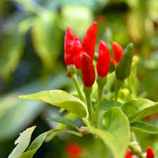 30 Seeds Thai Bird's Eye Chili Pepper Capsicum Frutescens – Super Spicy Hot Pepper for Planting, Ideal for Sauces & Stir-Fries