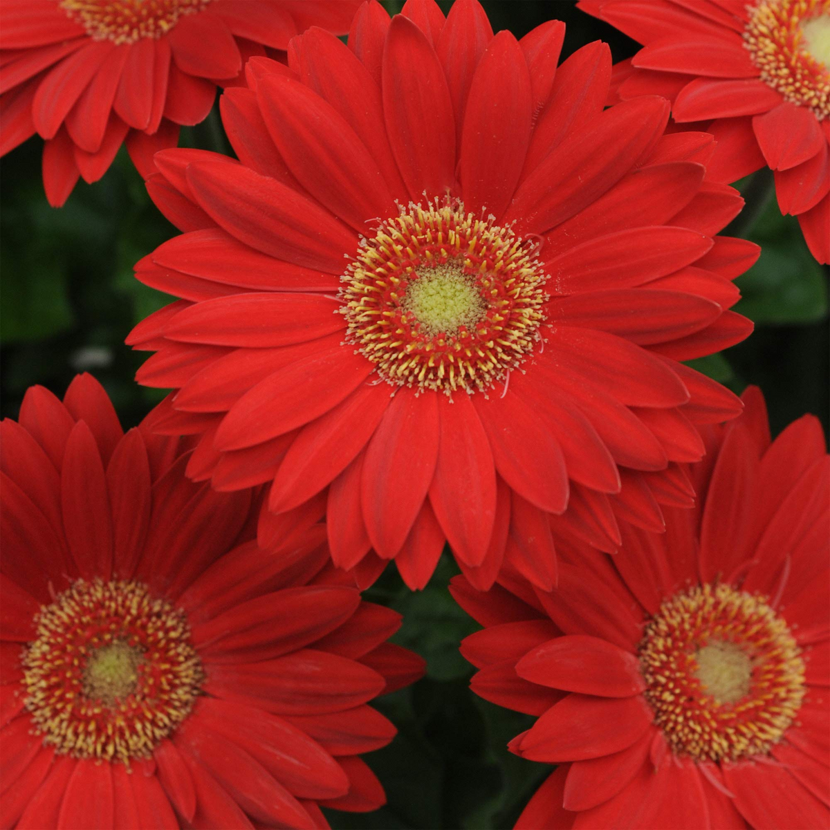 Deep Red Gerbera Daisy Seeds - 200+ Vibrant Blooms - Perennial Flower for Borders & Containers - Gerbera jamesonii