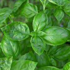 Basil Seeds 1g Heirloom Genovese Variety, Fragrant & Flavorful, High Yield Herb for Garden & Container - Ocimum basilicum