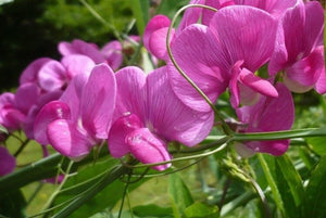 Royal Pink Sweet Pea Seeds - 50+ Fragrant Bright Pink Flowers for Climbing Vines, Trellises & Bouquets - Lathyrus odoratus