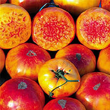 30 Hillbilly Tomato Seeds - Heirloom Beefsteak, Yellow-Orange with Red Stripes - Solanum lycopersicum, Sweet & Juicy
