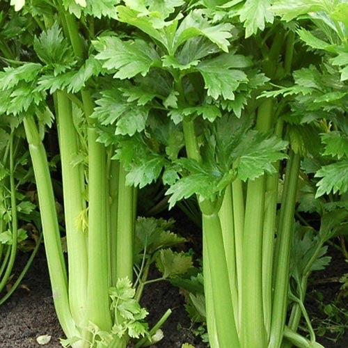 500 Seeds Celery Tall Utah 52/70, Crisp Sweet Heirloom (Apium graveolens) for Gardens & Containers