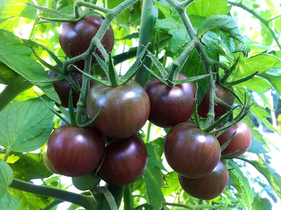 Black Cherry Tomato Seeds | Heirloom Non-GMO | Sweet 1-Inch Fruit | Solanum Lycopersicum | USDA Zones 3-10