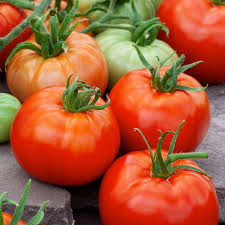 Tomato Seeds 100mg Ace 55 Heirloom Low-Acid Red Solanum lycopersicum, High Yield Disease-Resistant for Garden & Containers