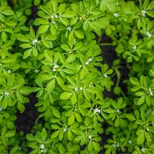 100 Fenugreek Herb Seeds - Trigonella foenum-graecum - Aromatic Culinary Herb, Fast-Growing, Non-GMO, Easy to Grow