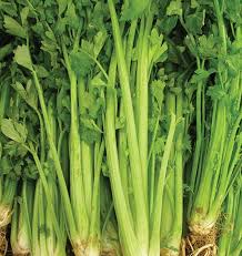 Celery Seeds 1g - Tall Utah 52/70 Heirloom, Crisp Stalks, Cold Hardy, High Yield, Ideal for Garden & Container - Apium graveolens