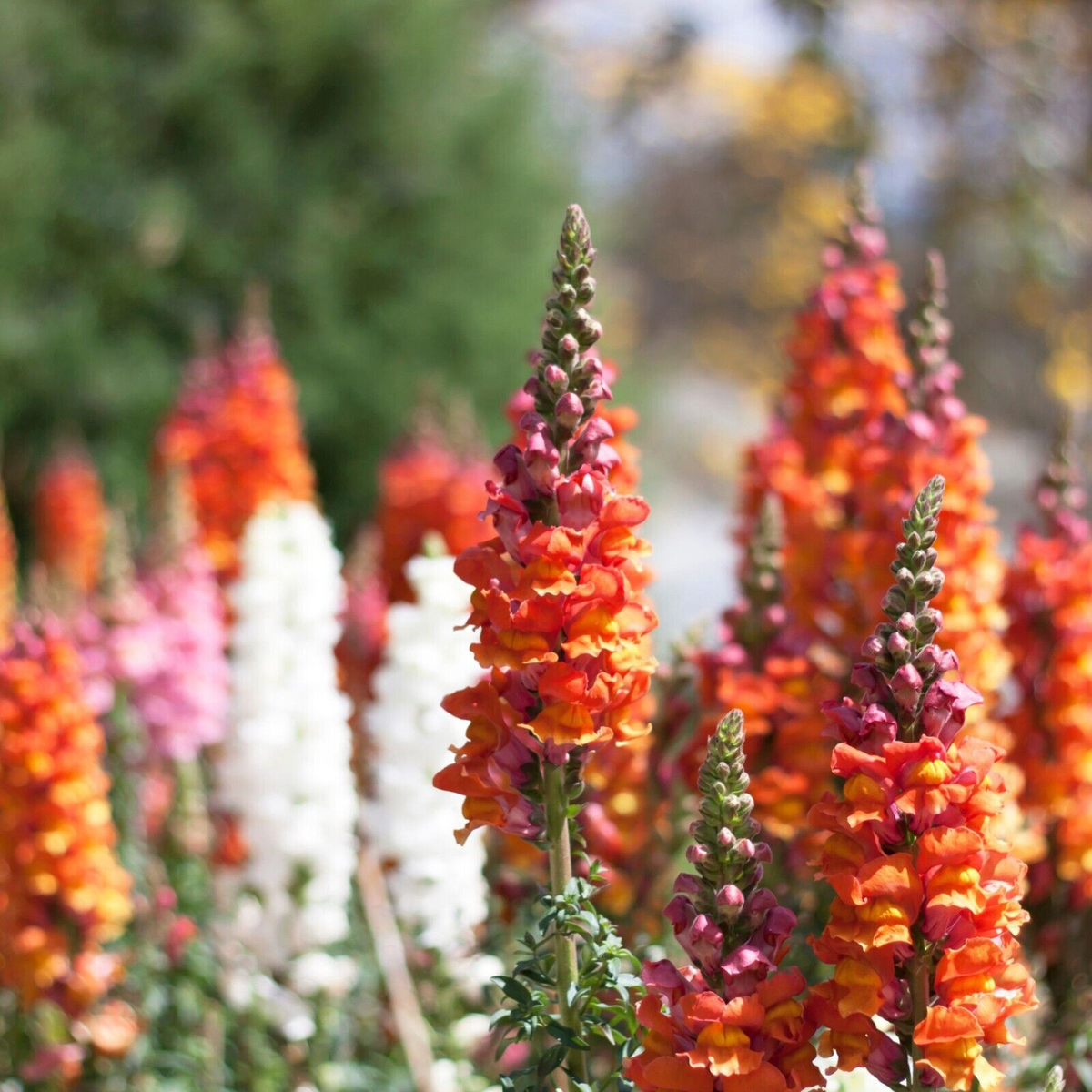 Snapdragon Seeds - 1000+ Passion Red Mix - Antirrhinum majus - Bold Red Blooms for Garden & Cut Flowers
