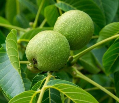 2 Black Walnut Trees - Live Bare Root Plants 18"-24" - Juglans nigra - Nut-Producing Shade Tree for Zones 4-9