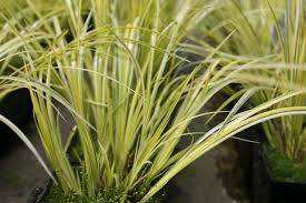 Golden Variegated Sweet Flag Grass - Potted Aquatic Plant with Bright Yellow Foliage - Acorus Gramineus 'Ogon' for Ponds