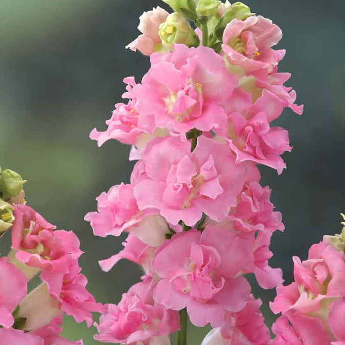 1000+ Snapdragon Seeds, Legend Double Pink, Tall Ruffled Blooms, Antirrhinum majus, Ideal for Garden Planting & Cut Flowers