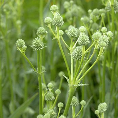 Rattlesnake Master Seeds – Eryngium yuccifolium – Native Prairie Perennial with Spiky Silvery Flowers, Drought-Tolerant Plant, 1g Seeds