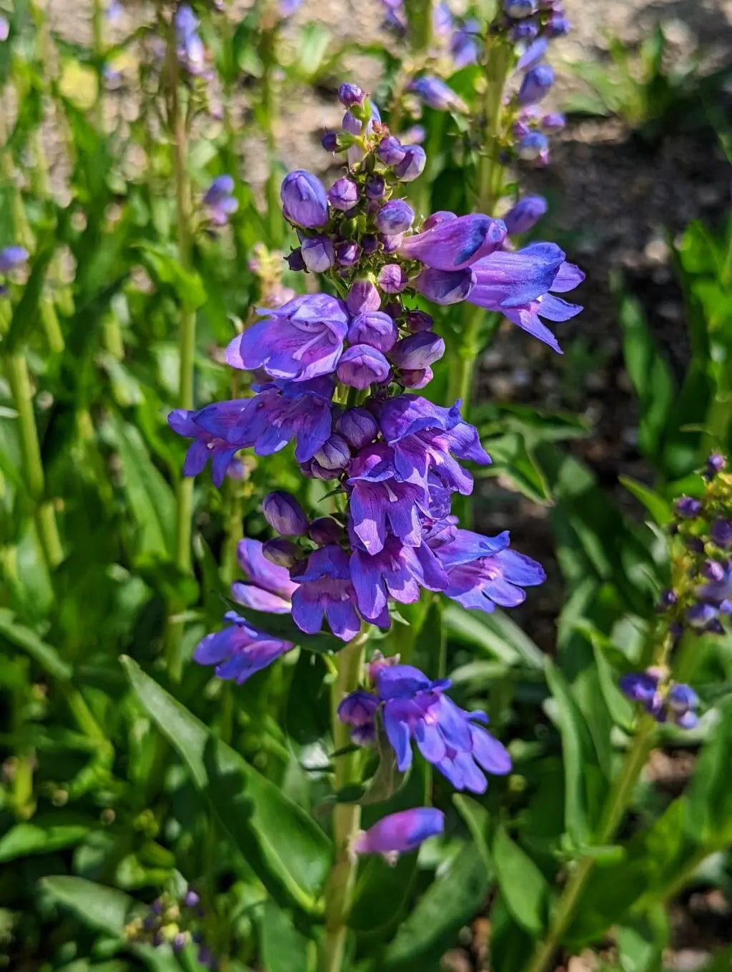 Bluestem Penstemon Seeds 100mg - Native Wildflower with Blue Blooms - Penstemon cyanocaulis - Pollinator Friendly, Drought-Tolerant