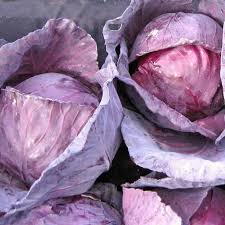 250 Seeds Red Acre Cabbage - Heirloom Brassica oleracea for Planting and Fresh Harvest, Perfect for Home Gardening