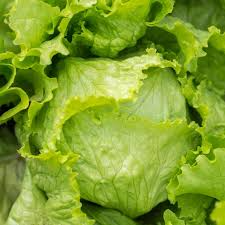 400 Seeds Iceberg Lettuce - Crisphead Variety, Lactuca sativa, Fresh Crunchy Leaves for Garden or Container