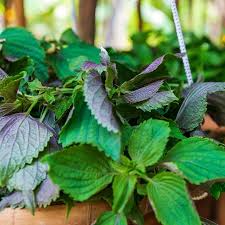 Perilla Seeds 500mg - Heirloom Red-Leafed Shiso (Perilla frutescens var. crispa) - High Yield, Heat Tolerant for Garden & Container