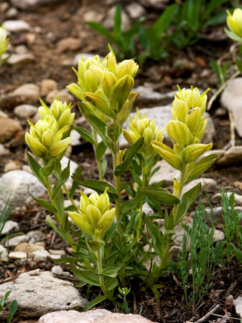 100mg Castilleja Sulphurea Seeds - Sulfur Paintbrush, Indian Paintbrush, Native Wildflower, Pollinator-Friendly