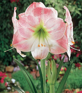 Amaryllis Bulb - Pink & White Blooms, Award-Winning, Hippeastrum 'Apple Blossom', Ideal for Indoor/Outdoor, USDA Zones 8-11