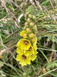 Wand Mullein Seeds - 25 Seeds - Yellow Flower Spikes - Verbascum virgatum - Drought-Tolerant, Pollinator-Friendly Garden Plant