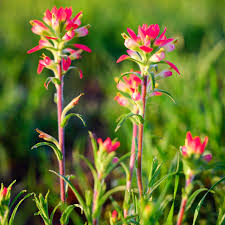 Indian Paintbrush Seeds - Vibrant Red-Orange Wildflower - Castilleja coccinea - Native Perennial for Gardens & Meadows