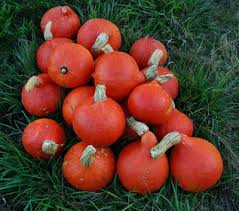 10 Seeds Red Kuri Squash - Sweet Nutty Winter Squash (Cucurbita maxima) for Roasting and Baking, Hokkaido Pumpkin