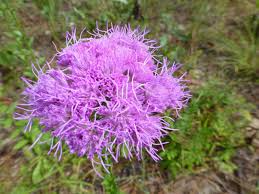 Florida Paintbrush Seeds 25 Count | Purple Wildflowers | Pollinator-Friendly | Carphephorus corymbosus
