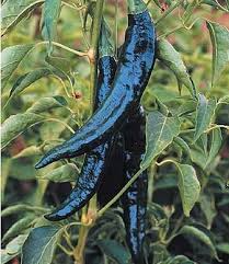 Pasilla Bajio Chilaca Pepper Seeds | Heirloom Non-GMO | Mild Heat | Smoky Flavor | Capsicum annuum | 25 Seeds